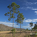 Corkscrew Swamp