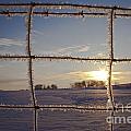 Fence and Frost