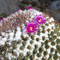 Cactus in Bloom